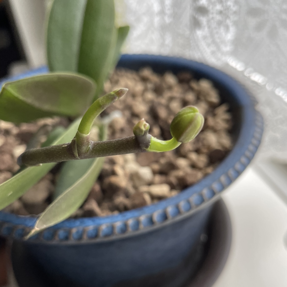 社長の蘭との違い…その後のその後