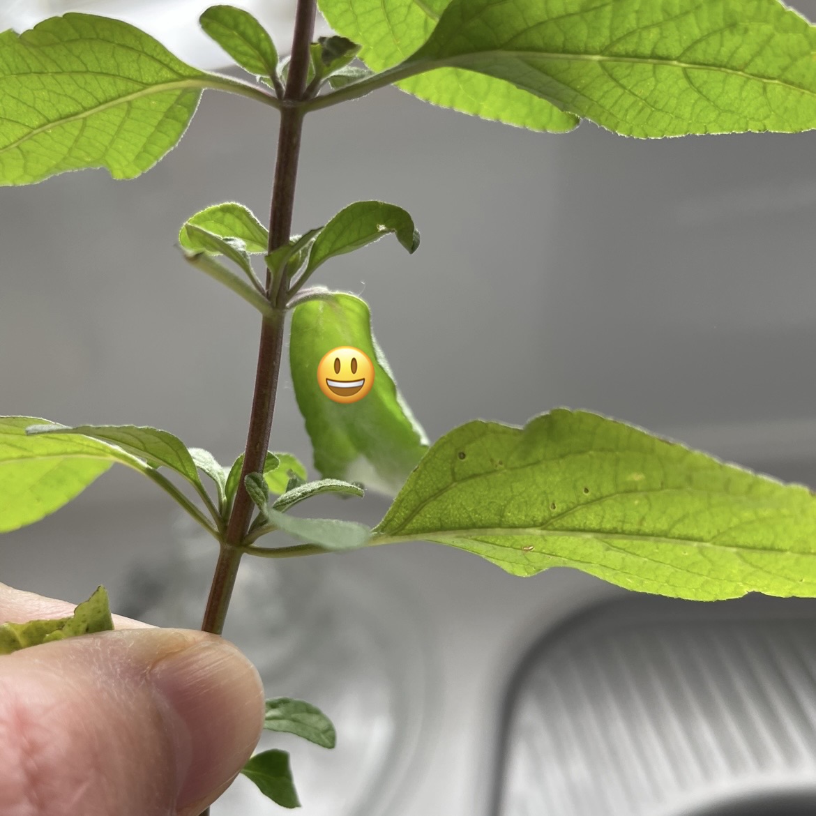 しゃくとり虫のシャッキー