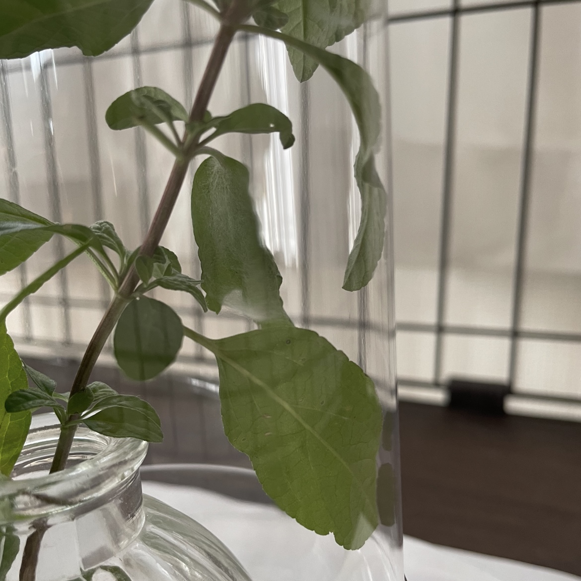 しゃくとり虫のシャッキー