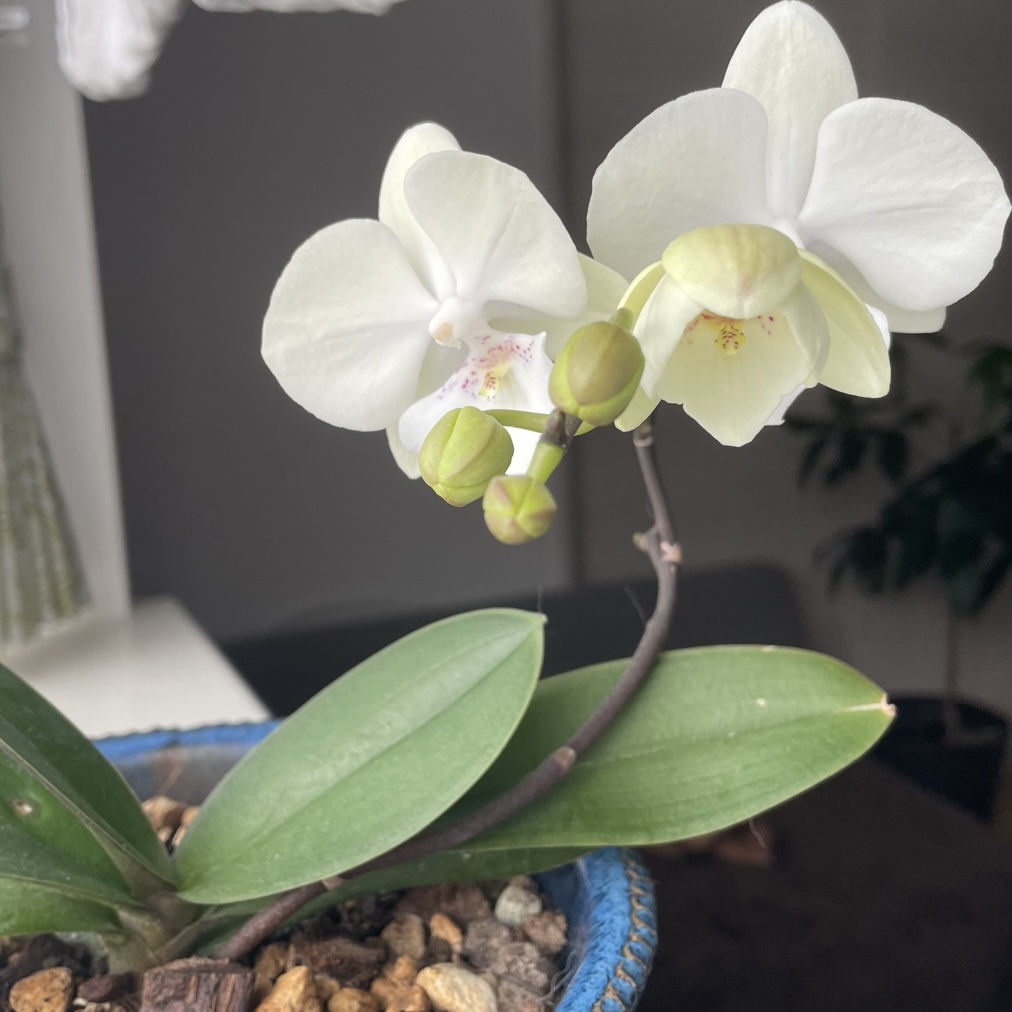 やっと咲いた～～ (/_;)