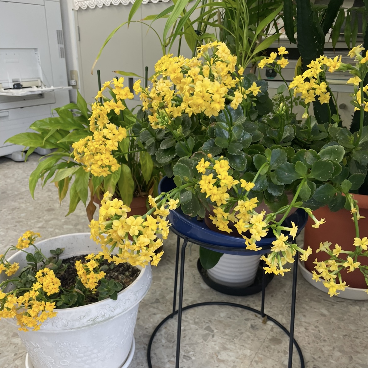 今年も咲きました