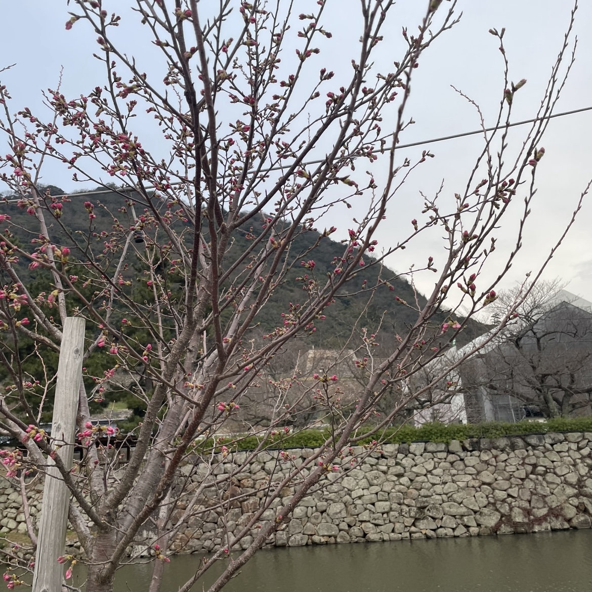 もうすぐです🌸