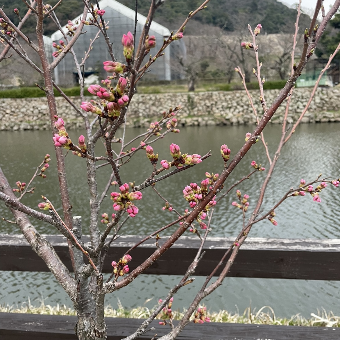 もうすぐです🌸