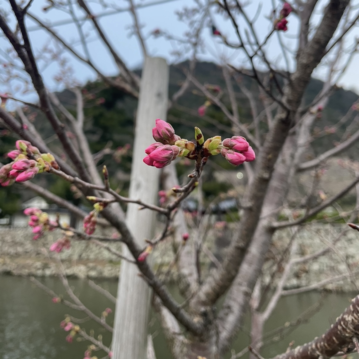もうすぐです🌸