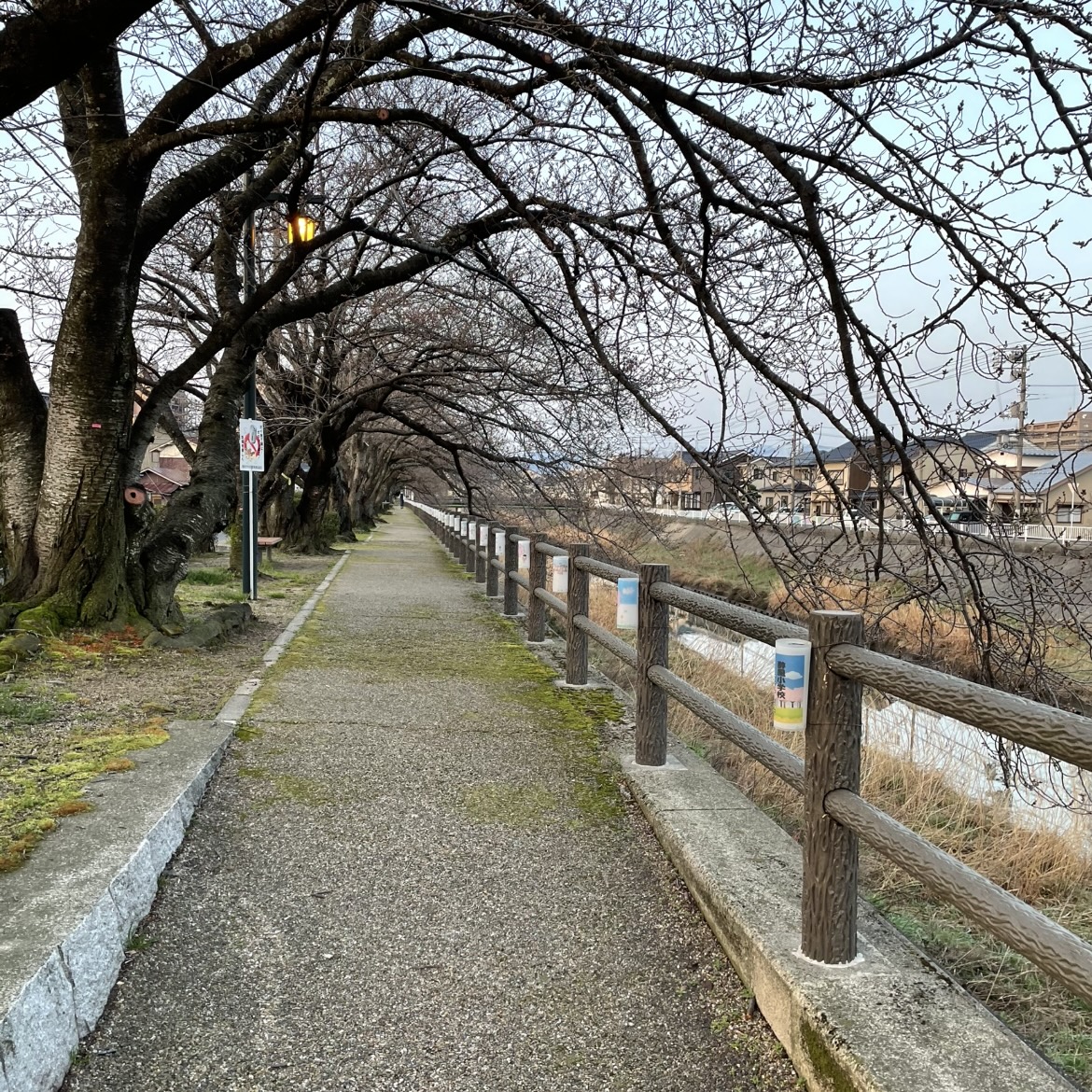 夜ざくら道路