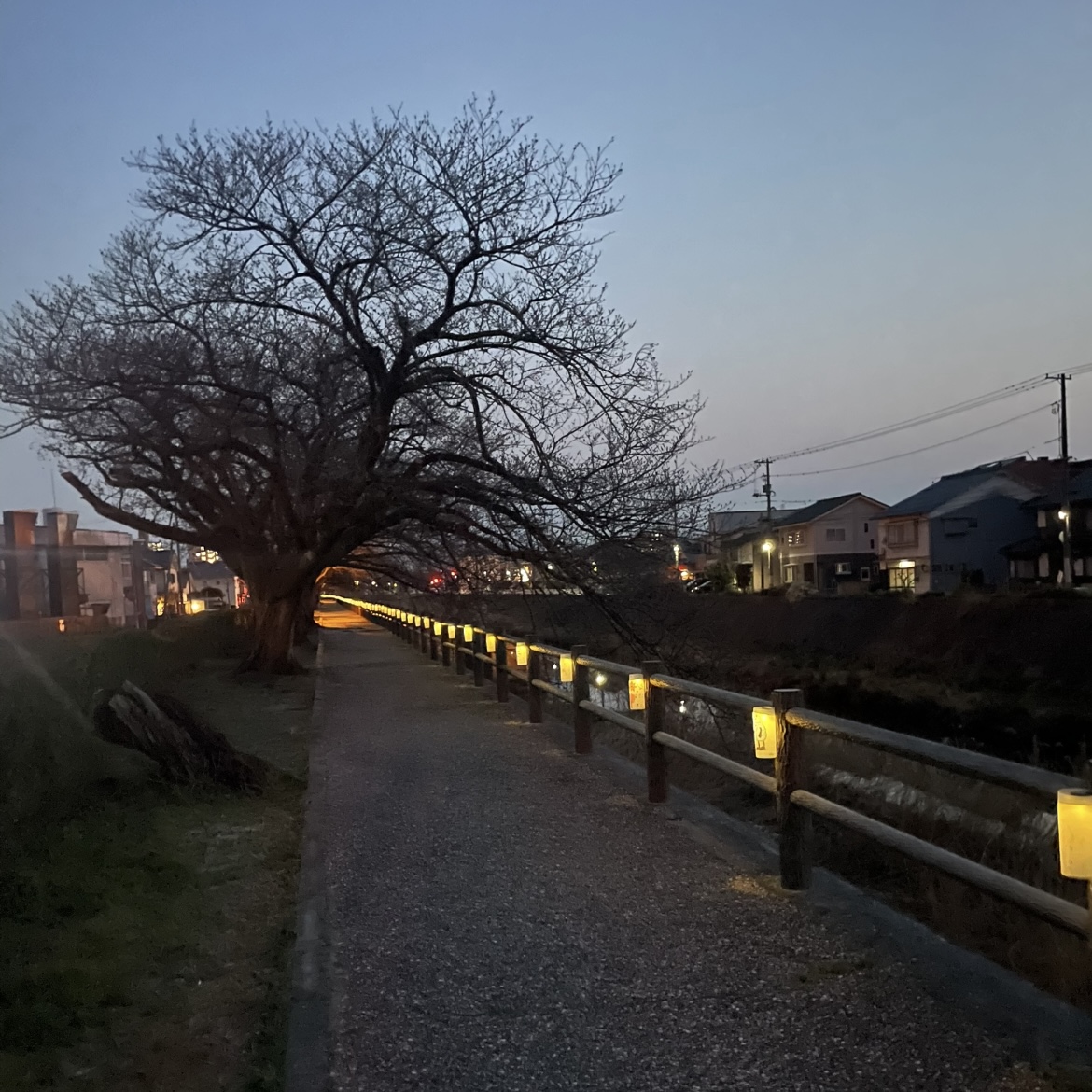 夜ざくら道路