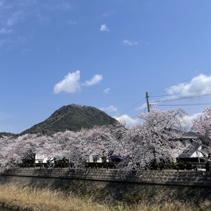 オクニシ不動産とサクラ