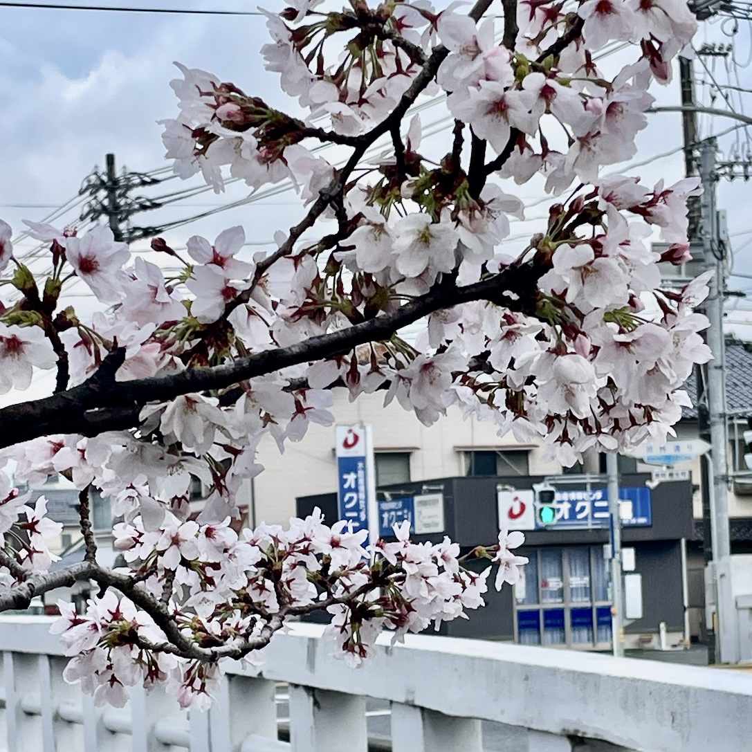 オクニシ不動産とサクラ