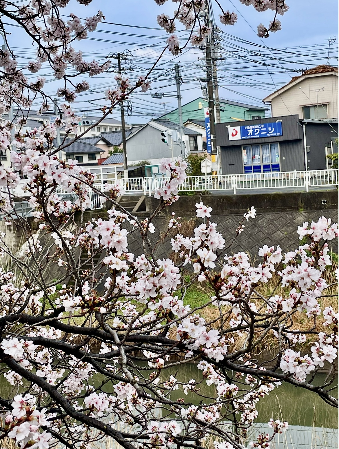 オクニシ不動産とサクラ