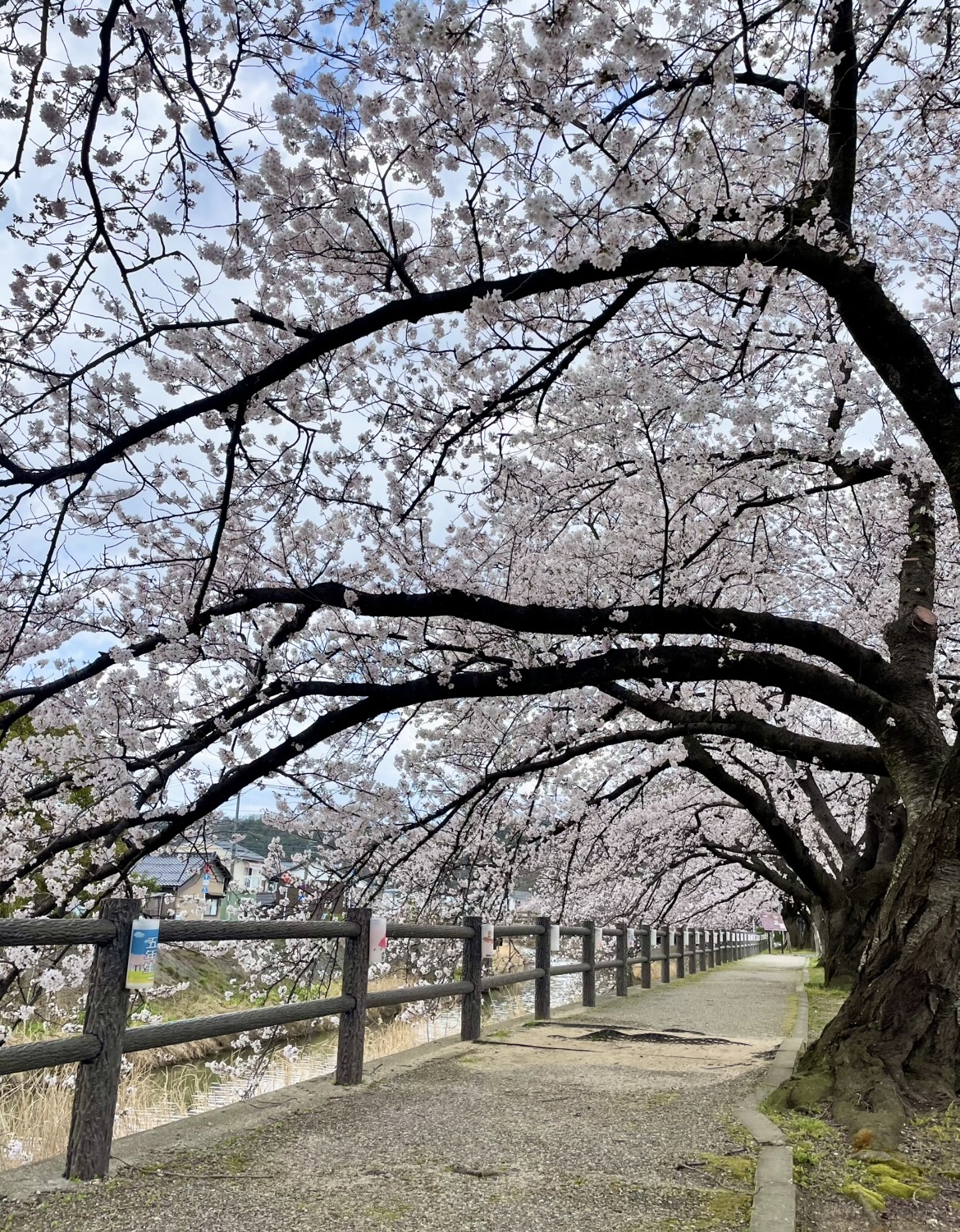 オクニシ不動産とサクラ