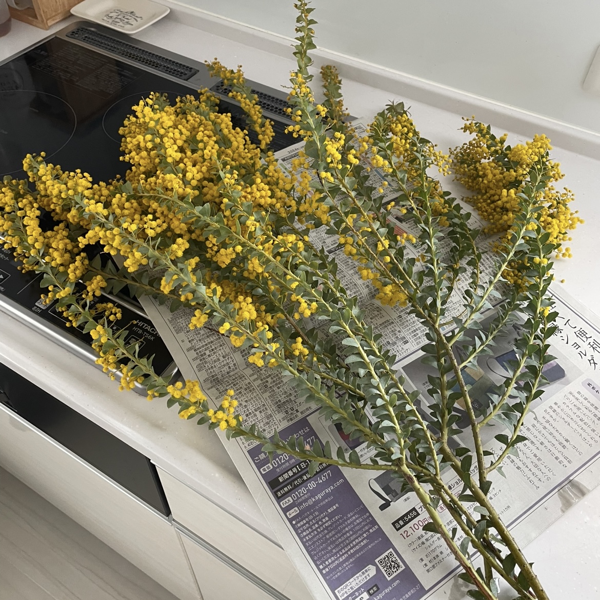 挿し木にできる