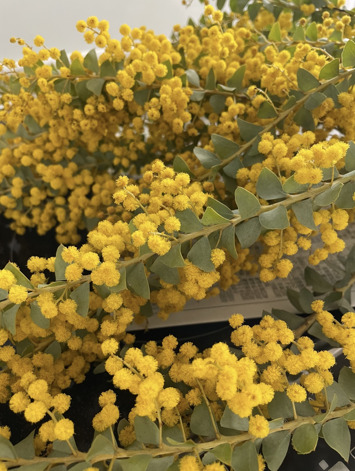 挿し木にできる