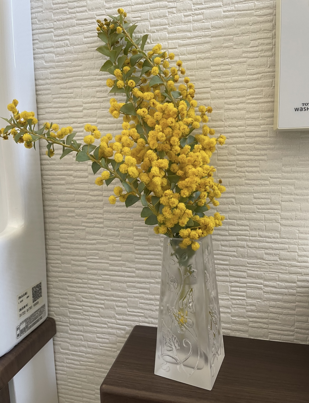 挿し木にできる