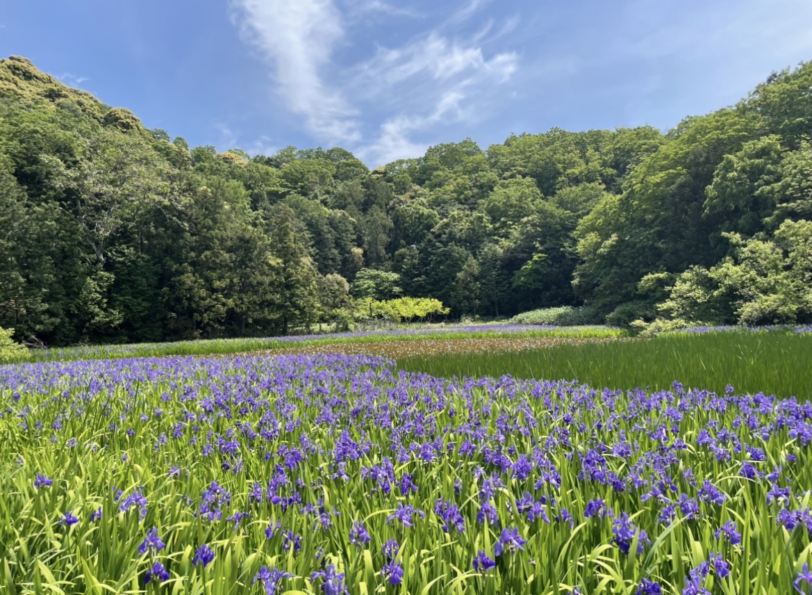 牧谷又助池のカキツバタ