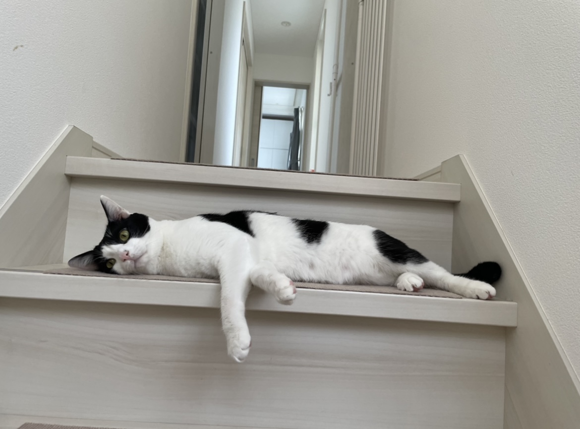だれる猫