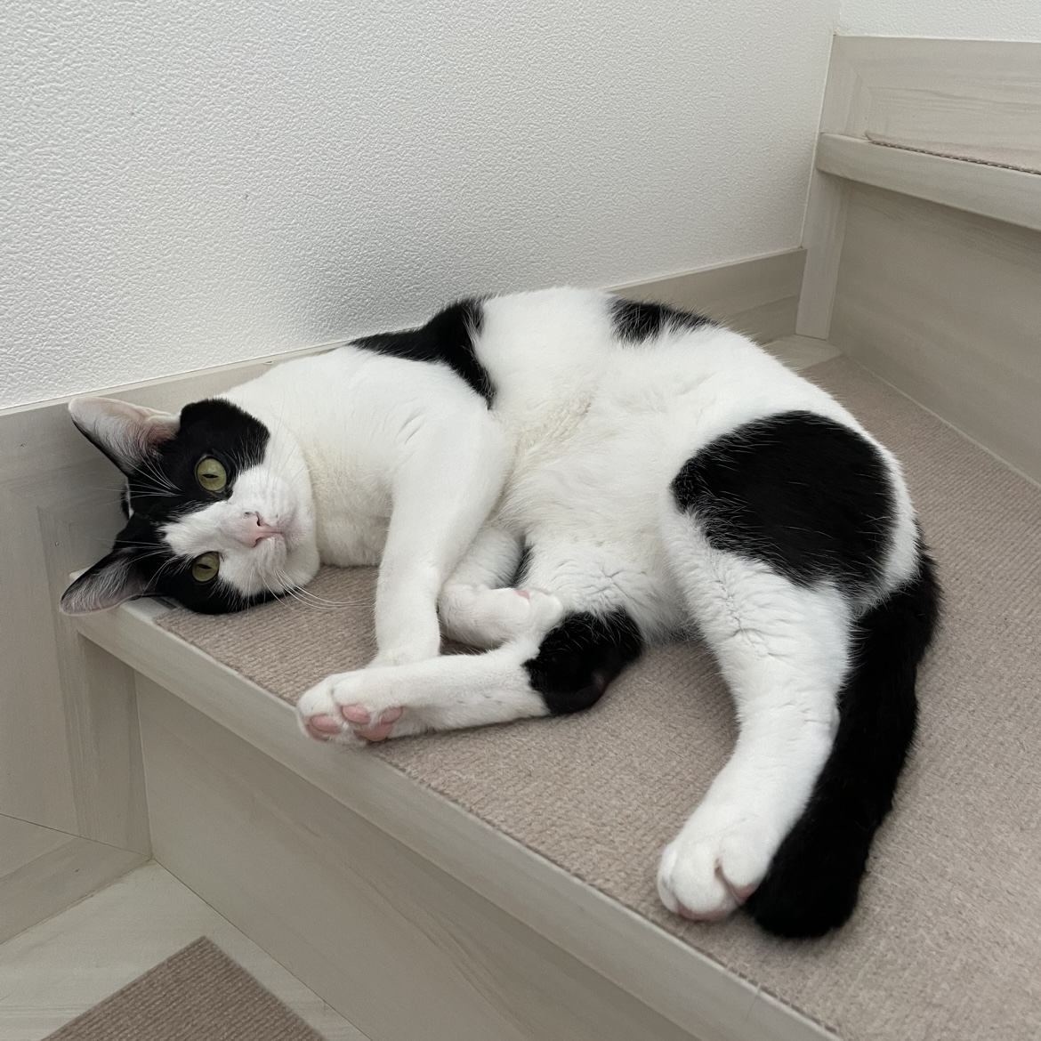 だれる猫