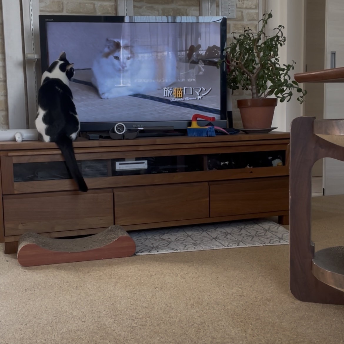 テレビの猫