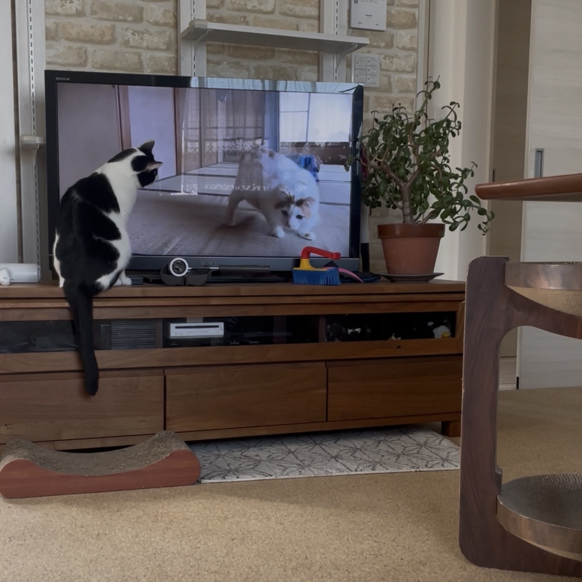 テレビの猫