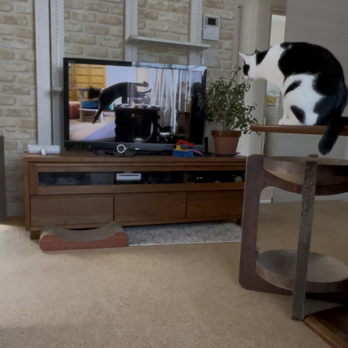 テレビの猫