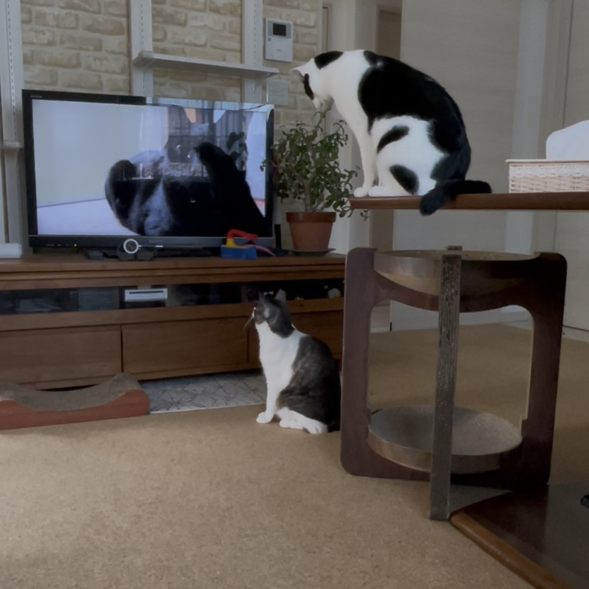 テレビの猫