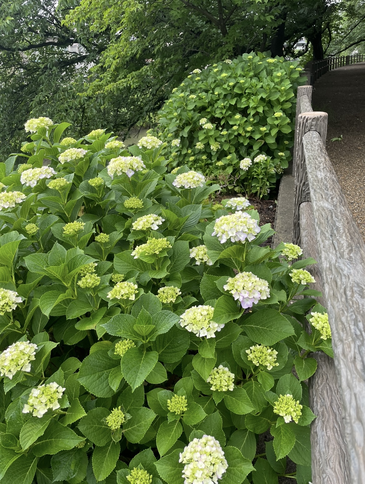 紫陽花の季節