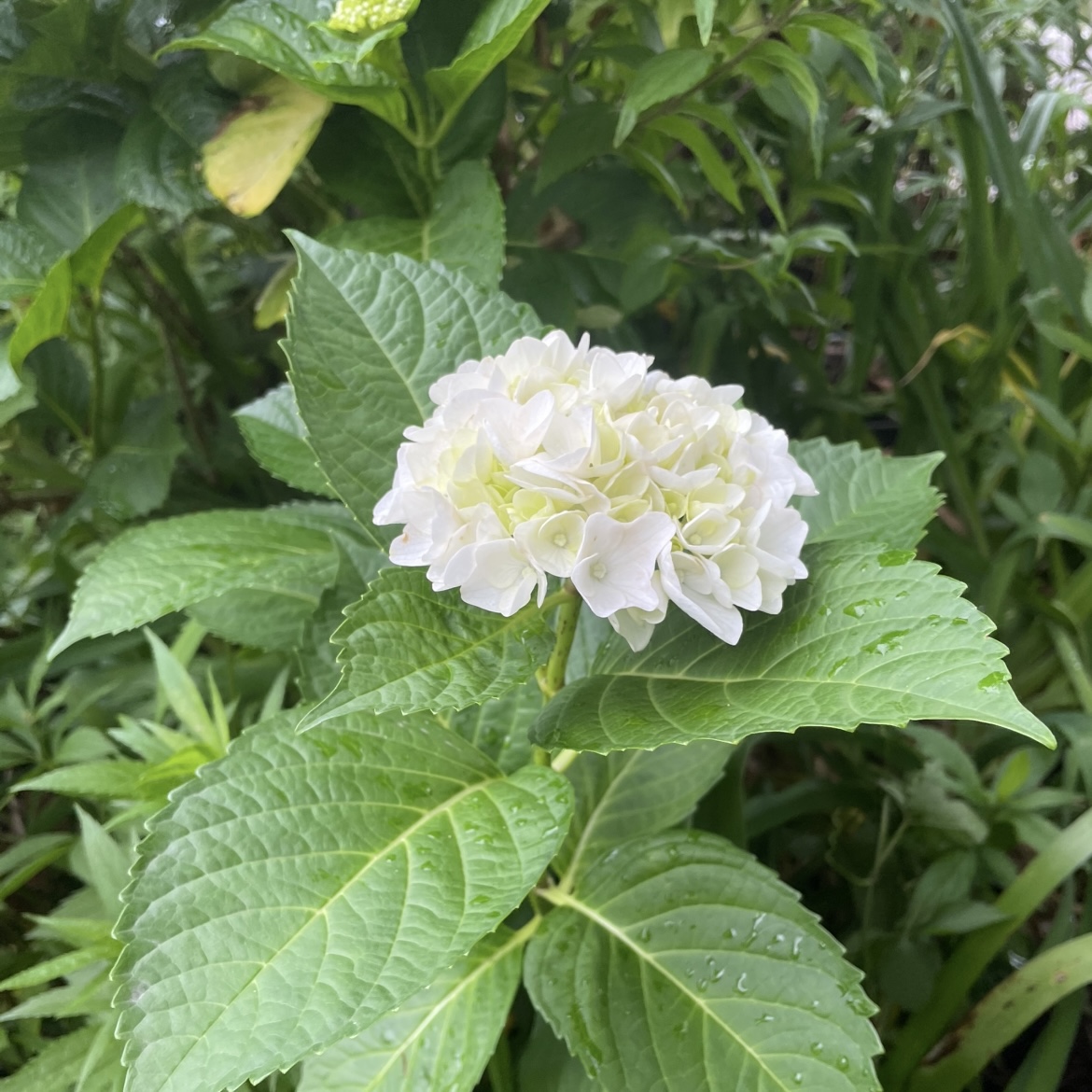 紫陽花の季節