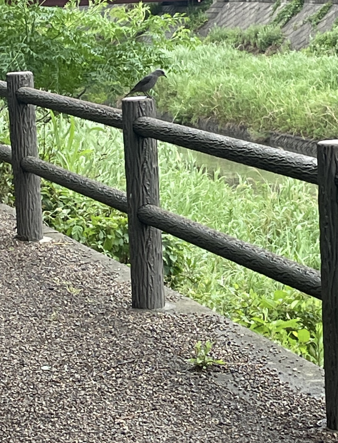 紫陽花の季節