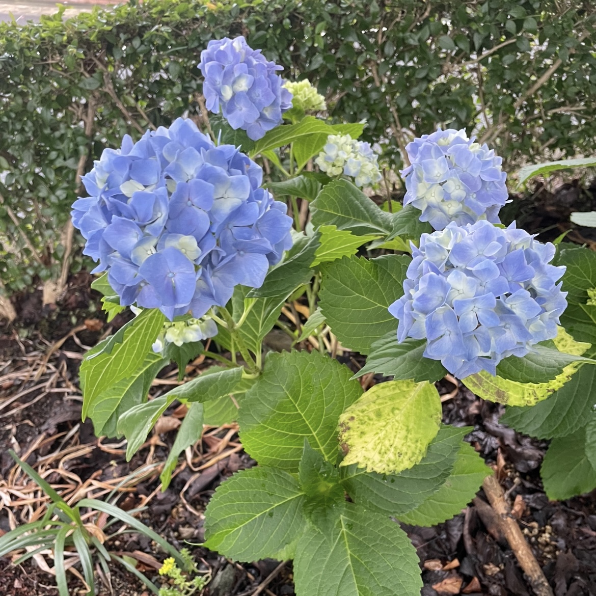 紫陽花の季節