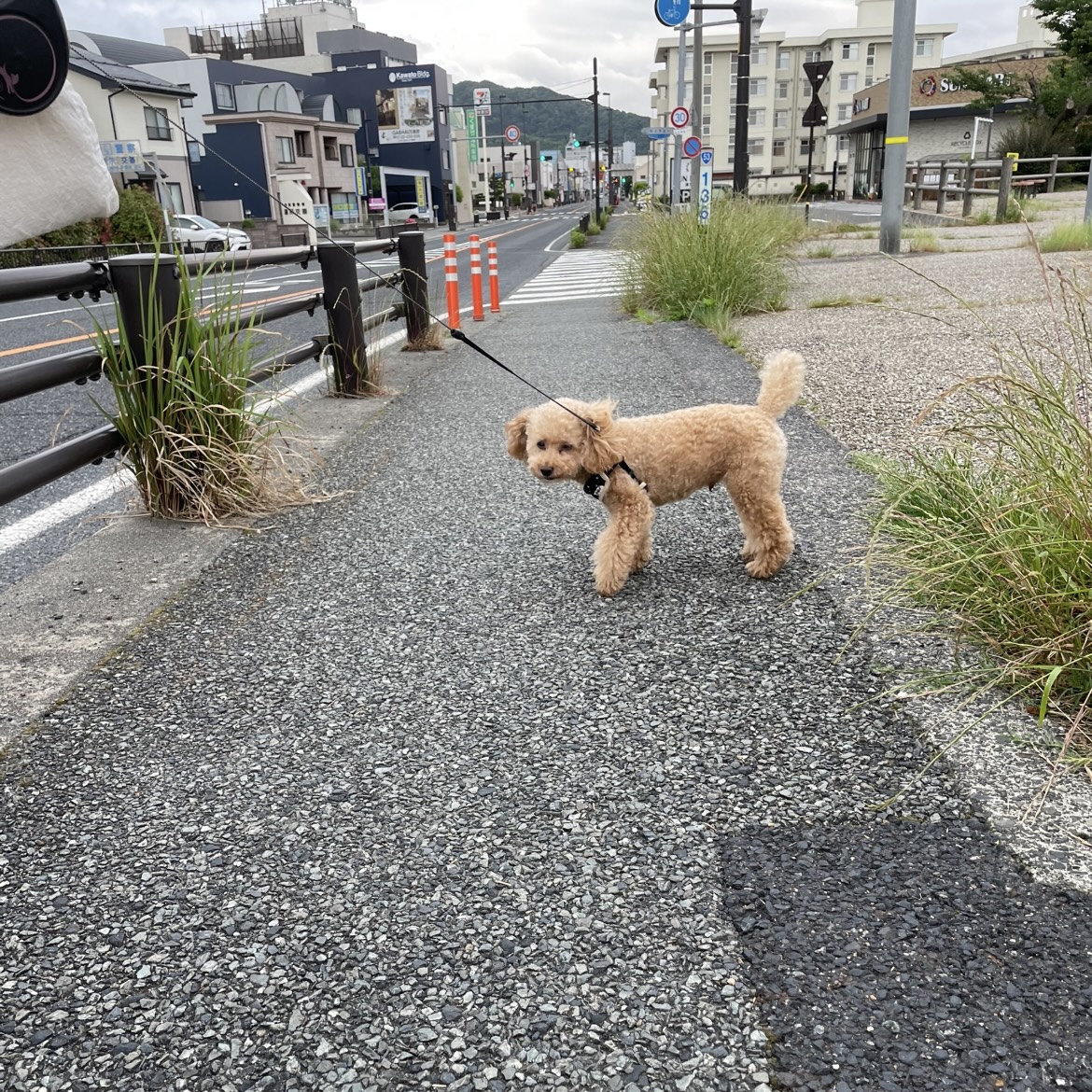 写真集ができそう