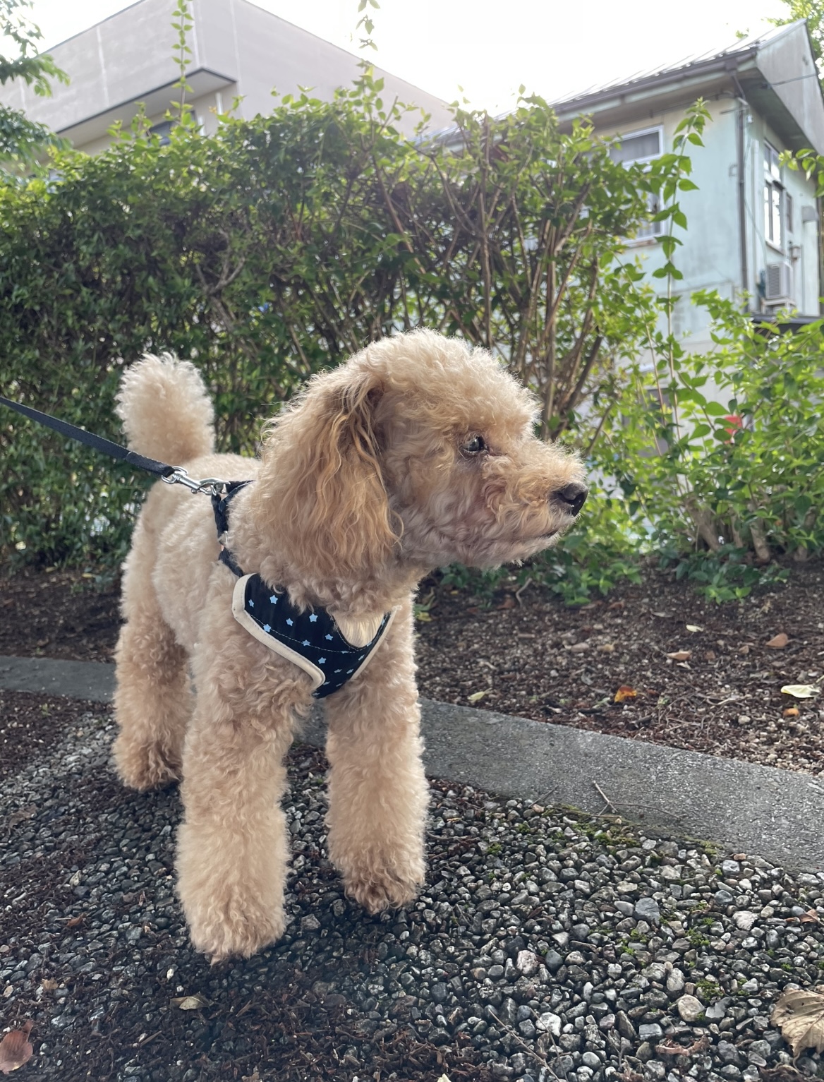 写真集ができそう