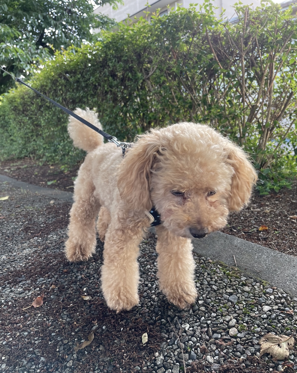 写真集ができそう