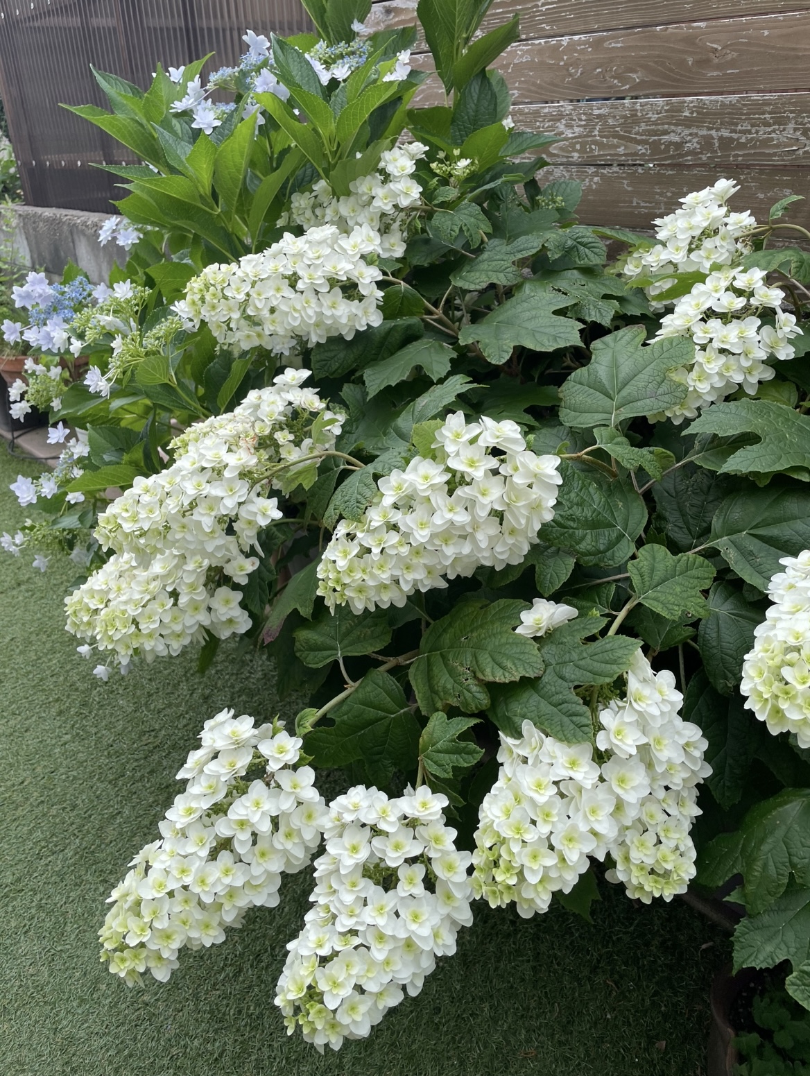 紫陽花を祭壇に