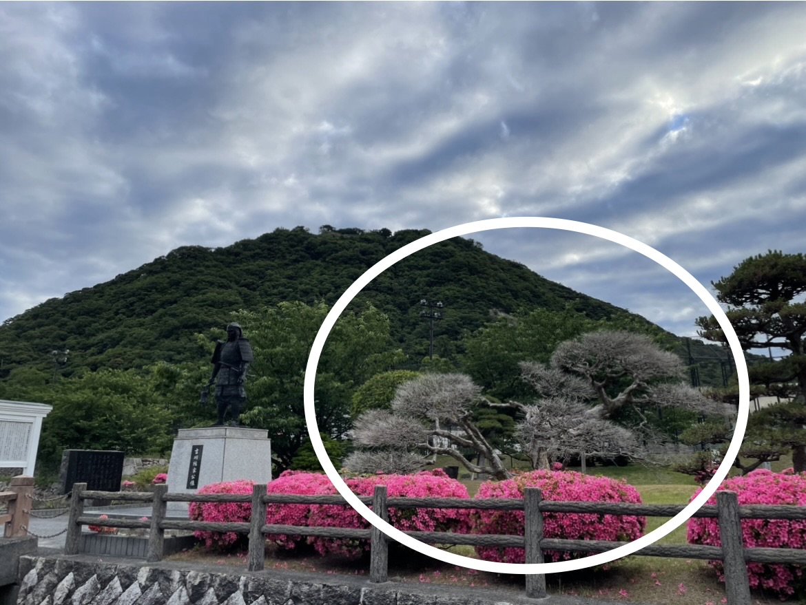 伐採されてしまった木