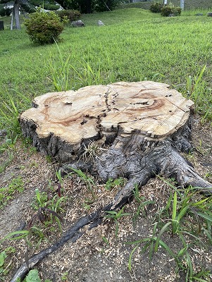 伐採されてしまった木