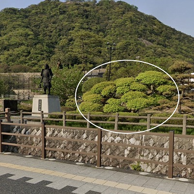 伐採されてしまった木