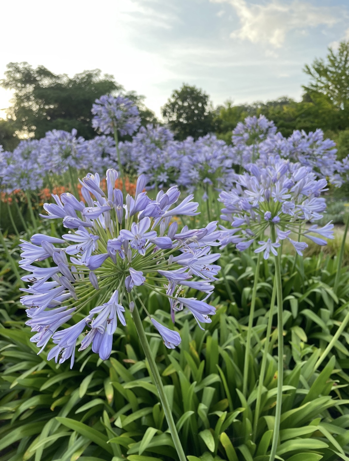 湖山池公園