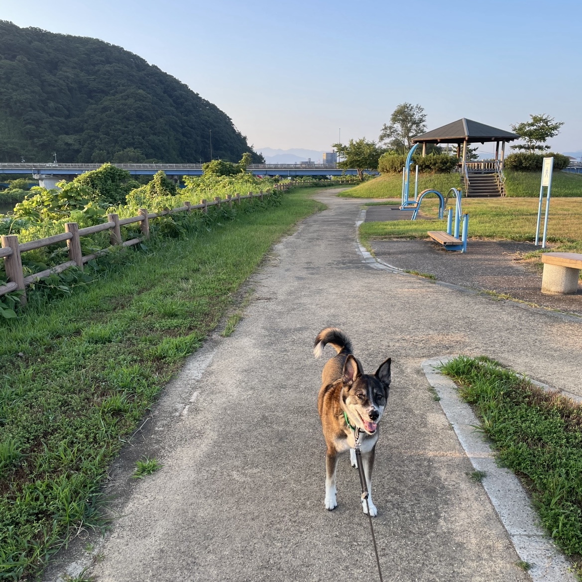 毎朝4時半