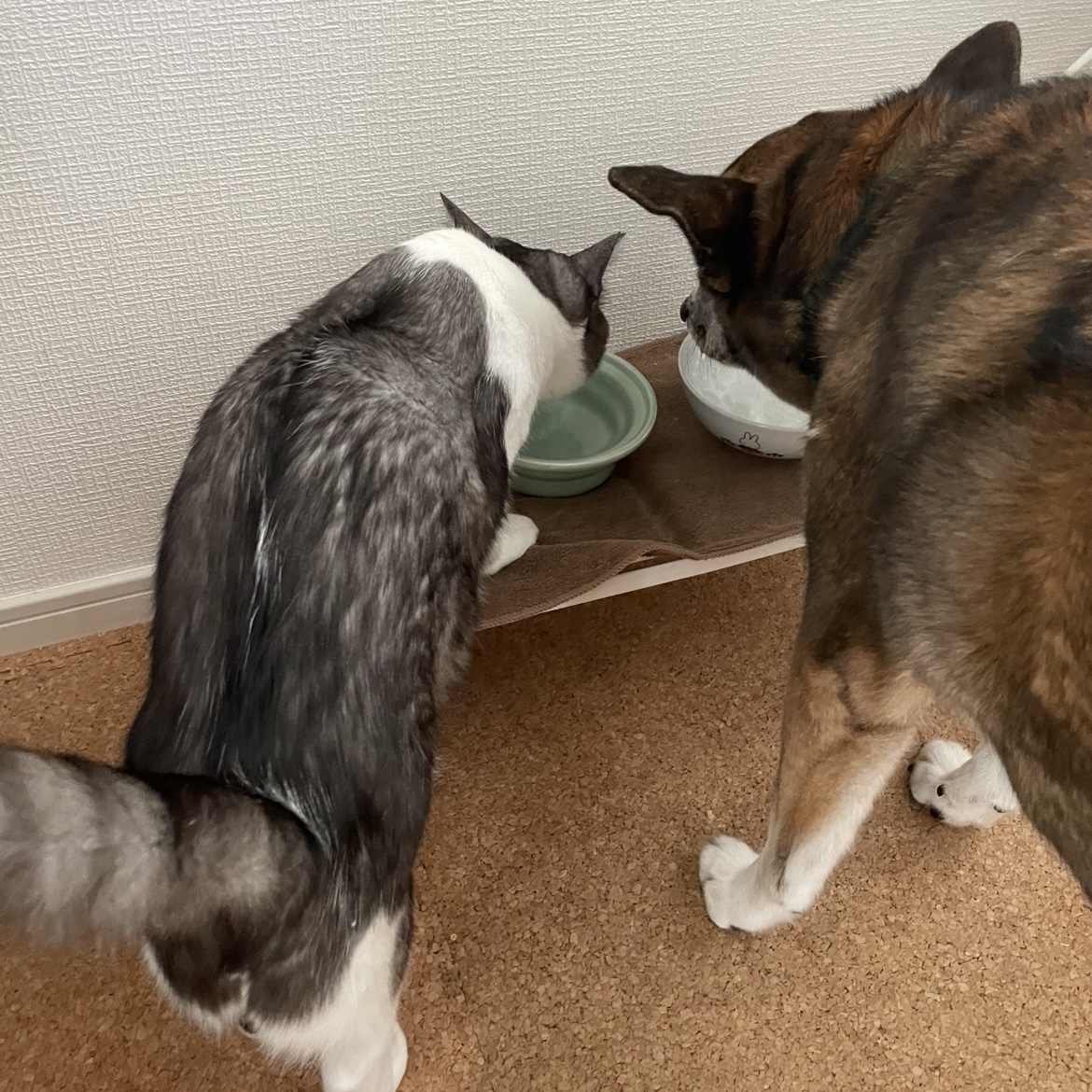 オクニシ社長を待つ犬