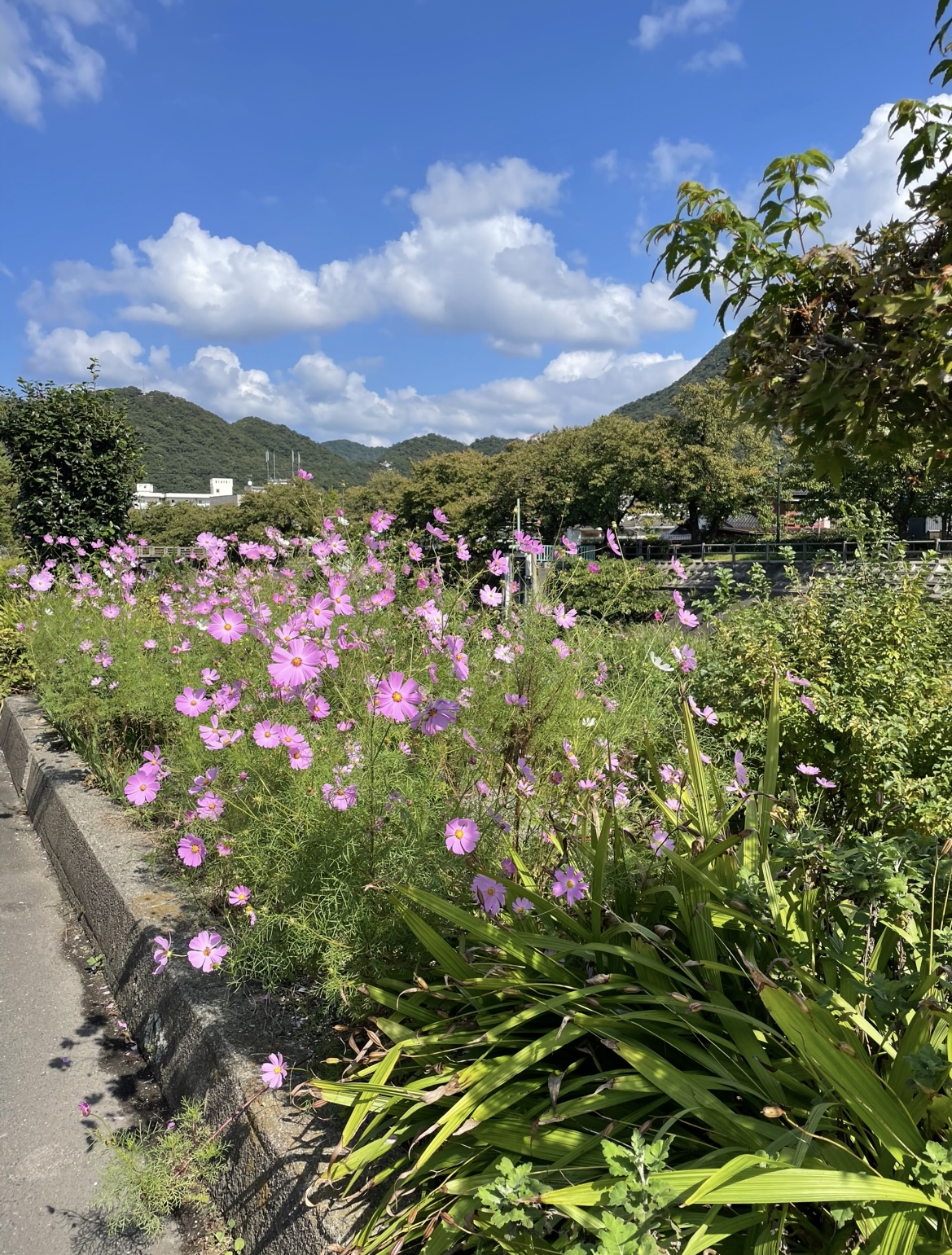 風に揺れるコスモス
