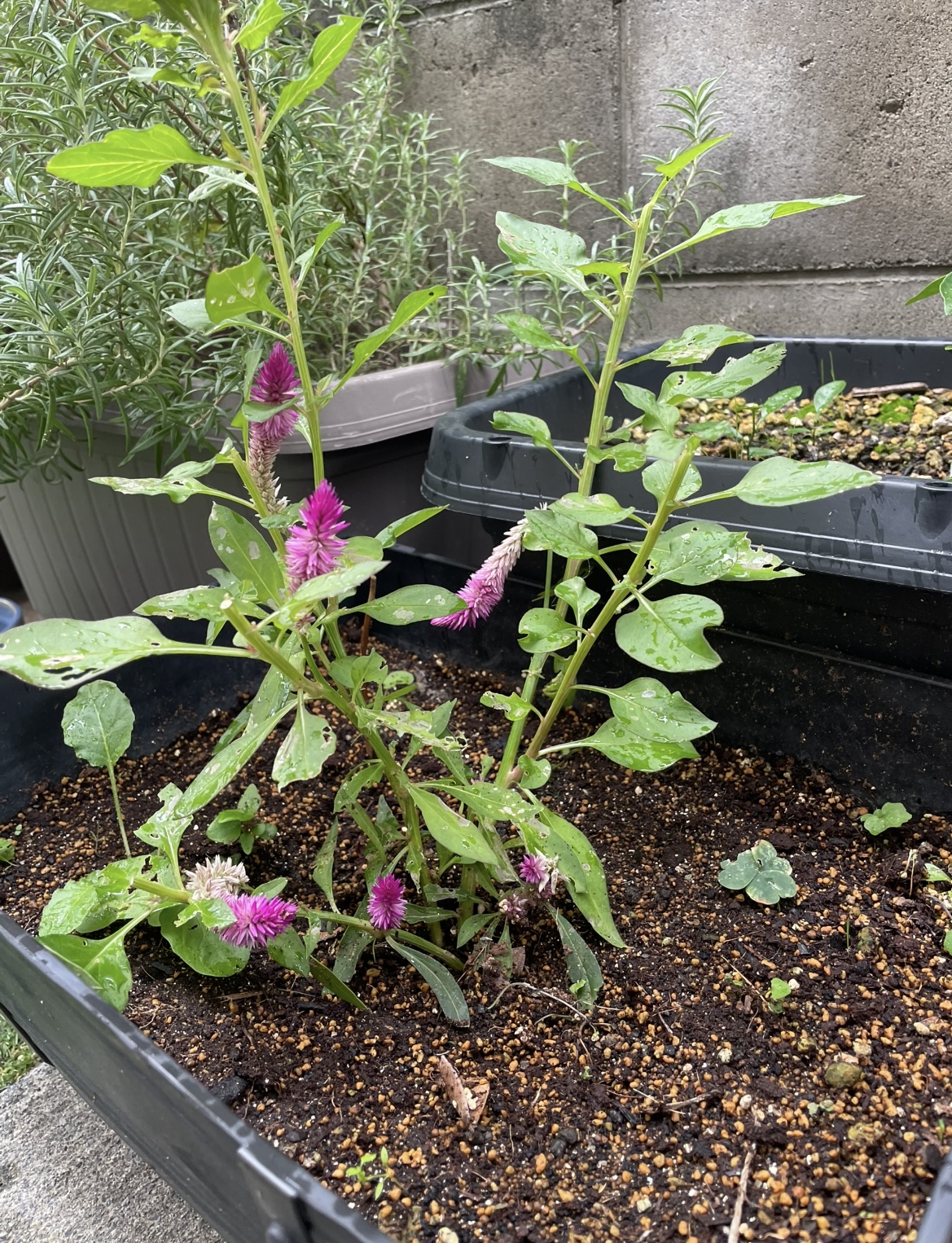 一本の切り花から